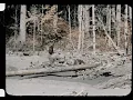 Bigfoot | Patterson–Gimlin Film | Stabilized | 10/20/1967
