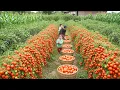 Lagu Harvesting 2700+ giant fresh tomatoes from huge garden to sell at the market with my daughter \u0026 son