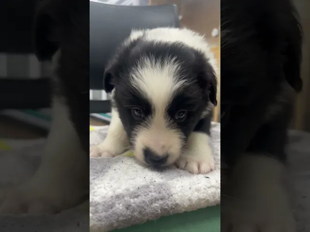 動画