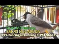 Download Lagu Suara Burung Kutilang Gacor ASLI Tanpa isian, Ampuh untuk Pikat Kutilang bikin kutilang Ribut gacor