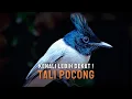Download Lagu Mengenal Burung Tali pocong - Ciri dan Habitatnya di Alam !
