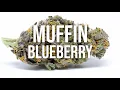 Blueberry Muffin Cannabis Strain Review