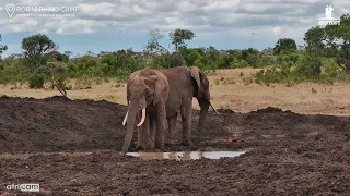 Elephants Enjoy a Drink Together in the Wild | Porini Rhino Camp Live Cam