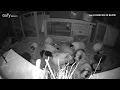 What are my Guinea pigs doing in the night Night vision
