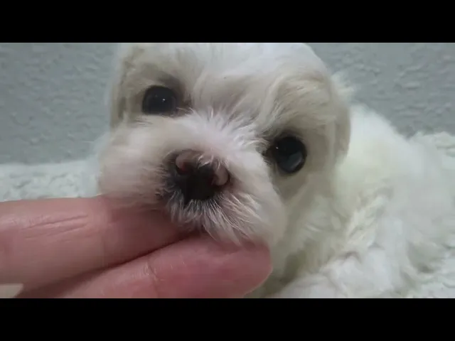 動画