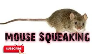 Download Predator Hunting Call - Mouse Squeaking - 15 Mins - Free Download MP3