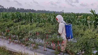 ADVANCED PLANT SPRAYING PROCESS ON LARGE FARM!- Agriculture farming