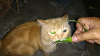 kucing makan daun