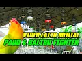 Download Lagu Simulasi Lomba Lovebird PAUD \u0026 BALIBU !!!