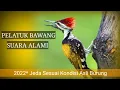 Lagu Masteran Pelatuk Bawang || Suara Asli dengan Jeda Alami