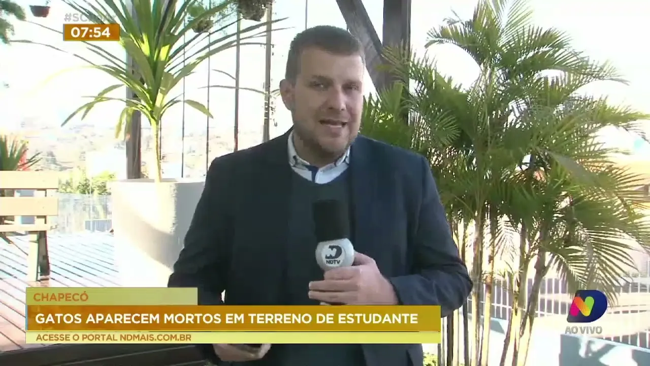 Gatos aparecem mortos no quintal de casa de estudante em Chapecó