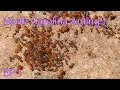 North Carolina Anting episode 1 First anting of the season