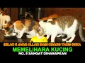 Download Lagu Inilah 5 Janji Allah Bagi Yang Suka Memelihara Kucing -Menurut Islam