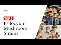 The 5 Most Popular Psilocybin Mushroom Strains