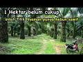 Download Lagu 1 Hektar mana cukup, ini titik aman punya kebun sawit