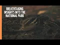 Breathtaking insights into the amazing ecosystem of the Everglades National Park Full Documentary