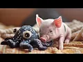 Piglet Found in a Dirty Overcrowded Pet Shop