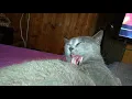 猫はスローモーションをなめる
