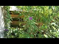 Short MP4 4K test 1