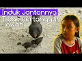 Download Lagu Rumah tangga ayam juga dikepoin