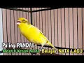 Lagu Masteran Kenari gacor Muda belajar NATA LAGU, paling Pandai untk pancingan kenari paud belajar bunyi