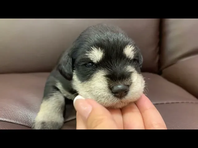 動画
