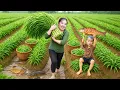 Lagu Picking up my daughter Nhi from school - Harvesting water spinach \u0026 fried fish to sell at the market