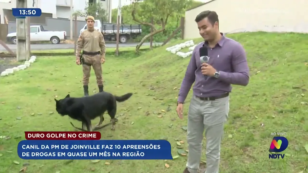 Duro golpe no crime: canil da PM de Joinville faz 10 apreensões de drogas em quase um mês na região