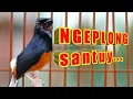 Download Lagu NGEPLONG Santai MURAI BATU Sukses memancing GACOR