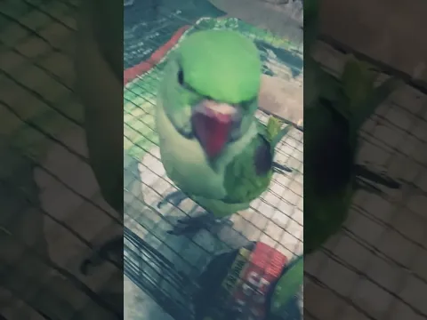 Parrot calling Mithu mithu #parrot
