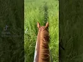 Download Lagu Trail riding is so therapeutic for me. Who else loves to trail ride \u0026 where's your favorite place?