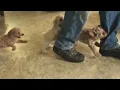 Cockapoo Puppies For Sale
