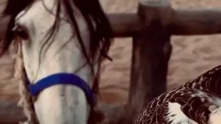 شوفتك تبري كل عله دندنها
