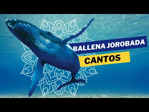 Download MP3 Nadando con ballenas Jorobadas 🐋 Sonidos de Ballenas | Canto de Ballena ✨