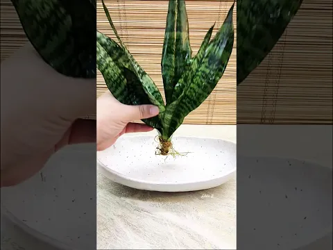 Sansevieria Robusta & Njoy Pothos in Oblong Bowl Water Pond Idea🌿 #sansevieria #njoypothos #decor