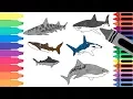 How to Draw Sharks - Drawing Sea Animals