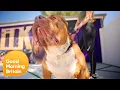 Exclusive Inside America s Largest XL Bully Breeding Kennel Good Morning Britain