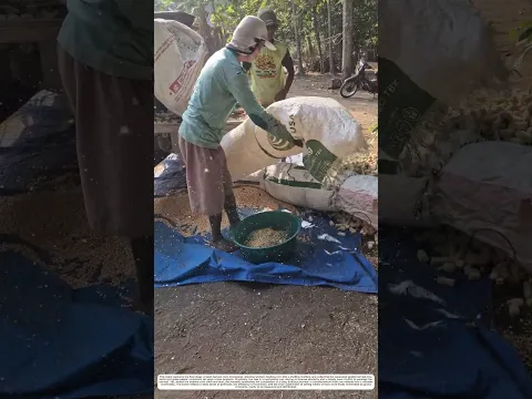Corn Cob Separation: How Shelling Machines Turn Cobs into Kernels