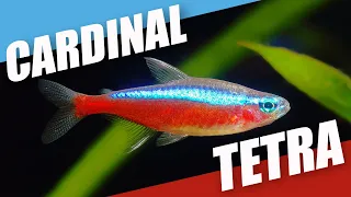 Species Spotlight Cardinal Tetra