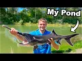Download Lagu I Stocked Giant Monster Fish in My Pond!