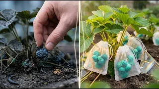 Secretos Divertidos para que Tus Plantas Crezcan Rápido y Saludables 🌱