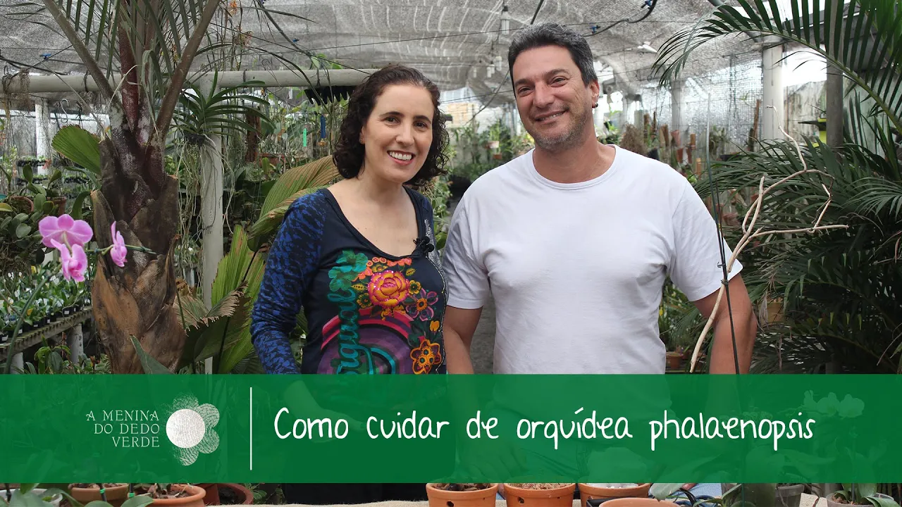 COMO CUIDAR ORQUÍDEA PHALAENOPSIS C/ REINALDO ILACI NÔ FIGUEIREDO