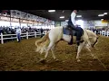 5 yr old AQHA Gelding sold Yoder Bros Horse Auction for 28 000 00