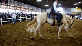 5 yr old AQHA Gelding sold Yoder Bros Horse Auction for 28 000 00
