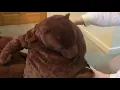 IKEA Djungelskog Bear Unboxing Comparison with Fake