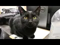 Eye on Gillette - Animal Control