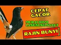 Lagu PANCINGAN PAGI-PAGI AGAR MURAI GACOR❗❗ MURAI DIAM PASTI NYAUT EMOSI❗❗❗