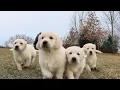8 Golden retriever puppies The Sweets Litter