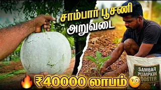  12000 investment 40000 profit the only pumpkin secret sambarpoosani farmingtamil far 