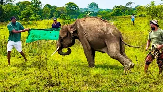 Baby Elephant Shot in Both Hind Legs #elephant